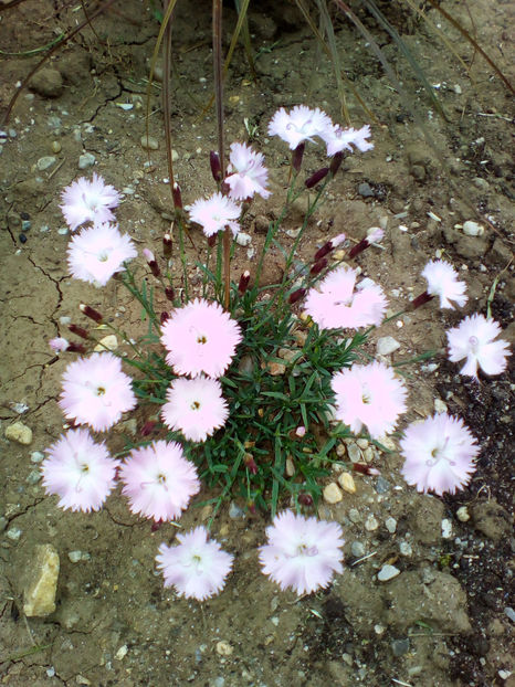  - curtea cu toate cele 2018