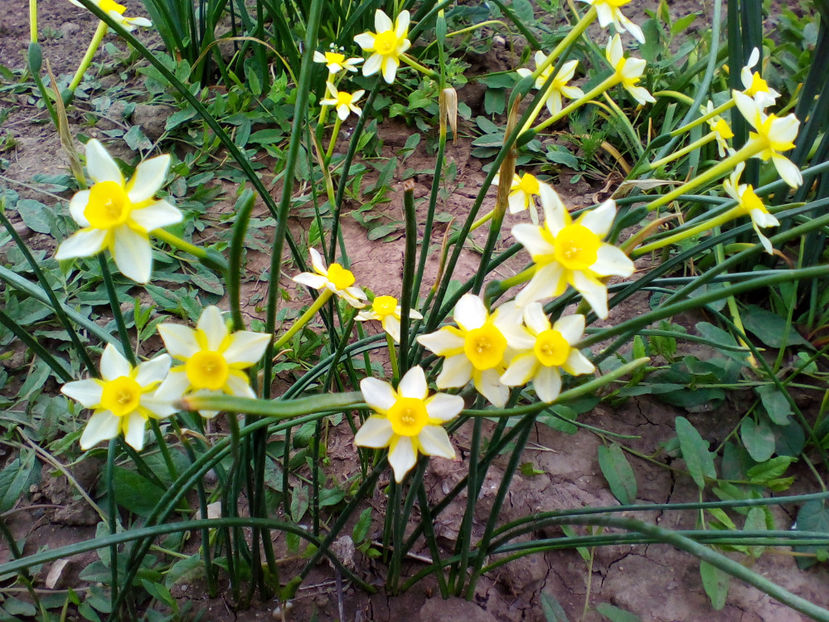  - curtea cu toate cele 2018