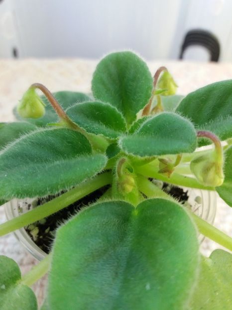 2 mai - Alans White Feather