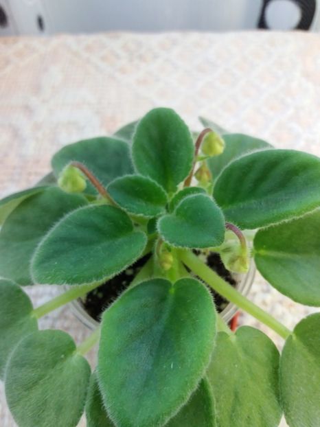 2 mai - Alans White Feather