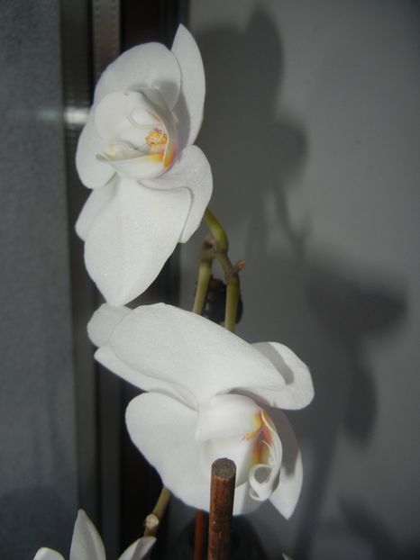 White Phalaenopsis (2017, April 15) - Phalaenopsis White