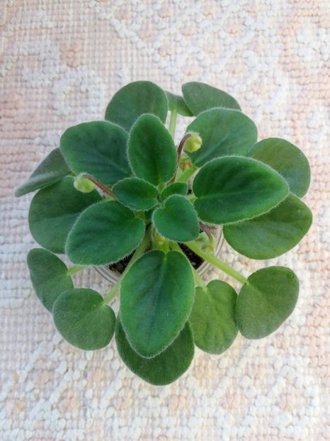 2 mai - Alans White Feather