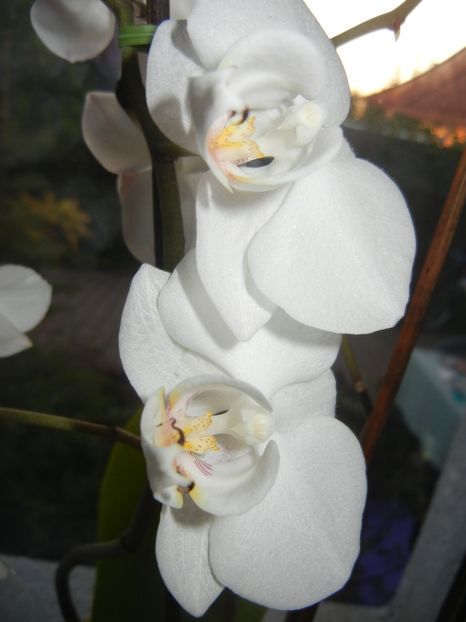 White Phalaenopsis (2017, April 15) - Phalaenopsis White