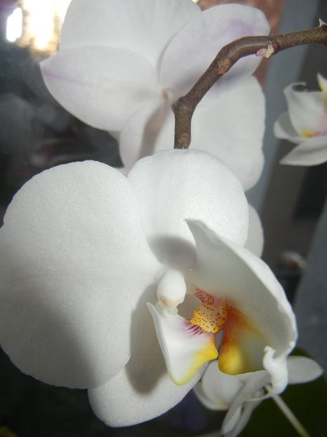 White Phalaenopsis (2017, April 15) - Phalaenopsis White