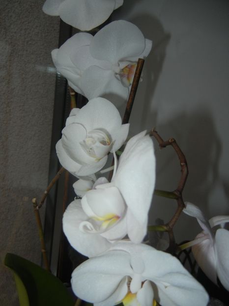 White Phalaenopsis (2017, April 17) - Phalaenopsis White