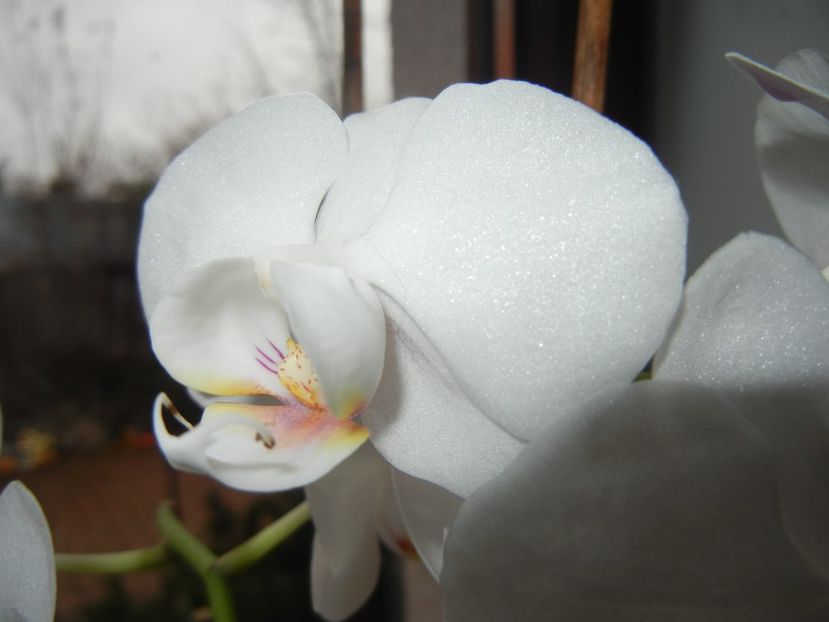 White Phalaenopsis (2018, Feb.14) - Phalaenopsis White
