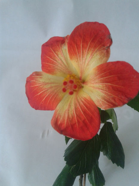  - Hibiscus MT Sixtynine