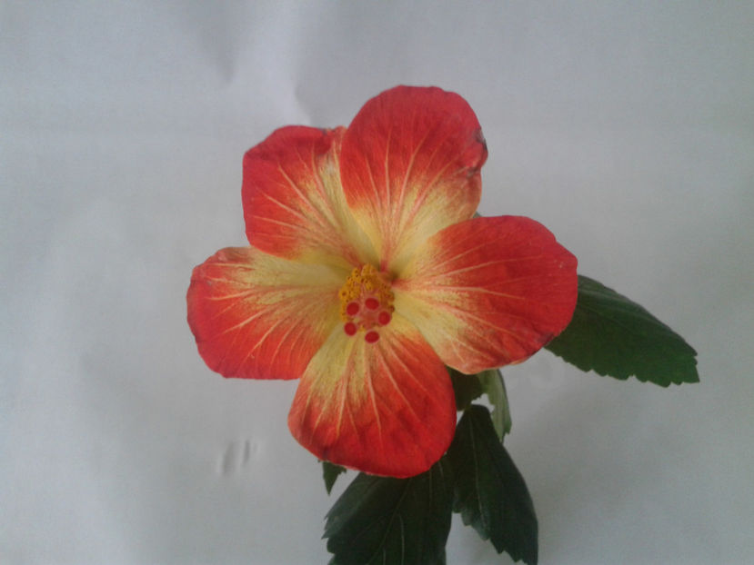  - Hibiscus MT Sixtynine