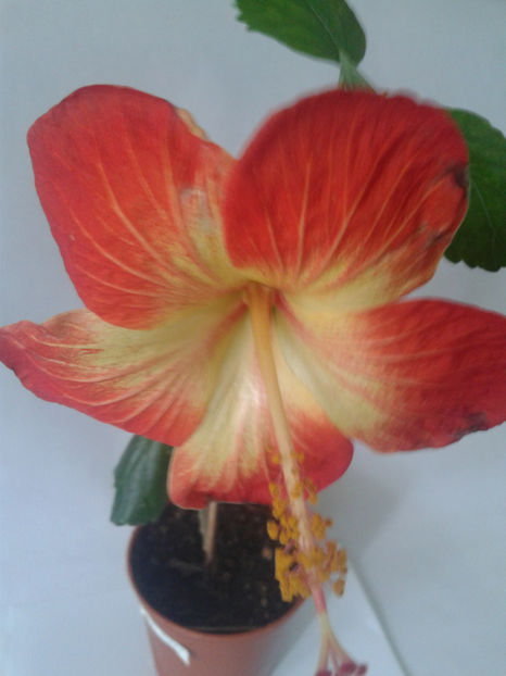  - Hibiscus MT Sixtynine