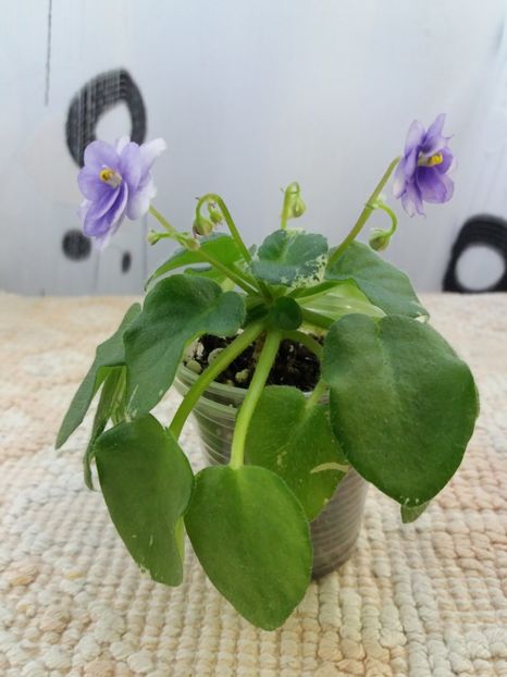 3 mai - Pacific Pearl