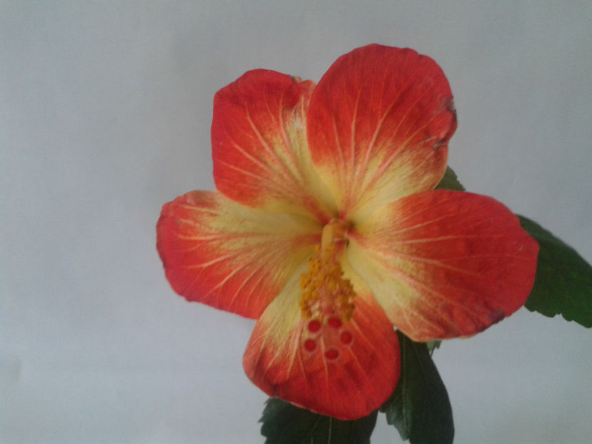  - Hibiscus MT Sixtynine