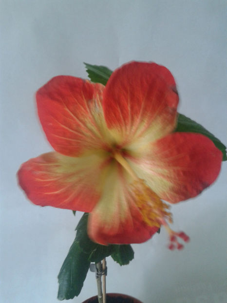  - Hibiscus MT Sixtynine