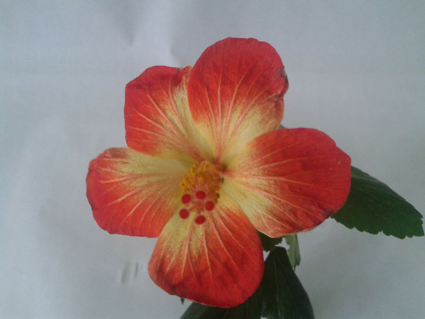  - Hibiscus MT Sixtynine