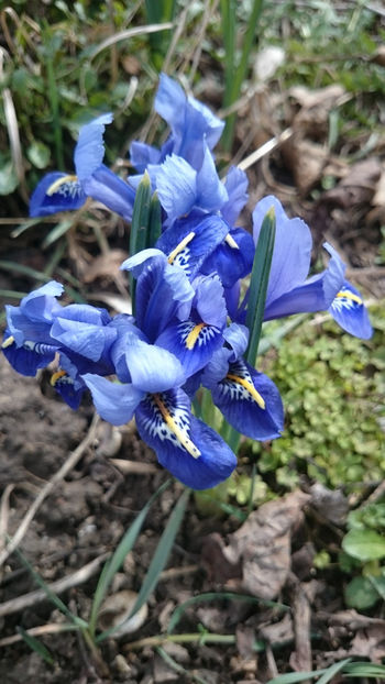 Iris reticulata - Irisi 2018