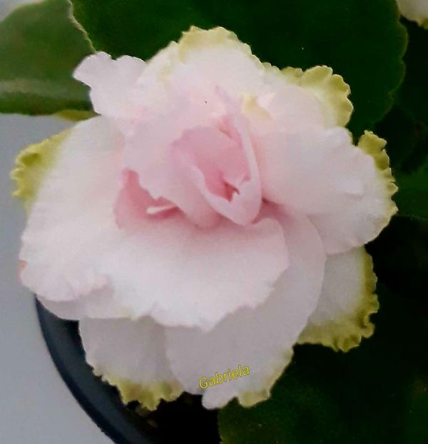 Lyon-s Little Sweetheart sport - AA violete africane de colectie