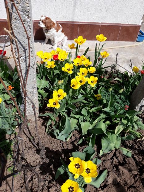  - Flori de gradina-2018 Primavara