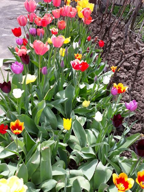  - Flori de gradina-2018 Primavara