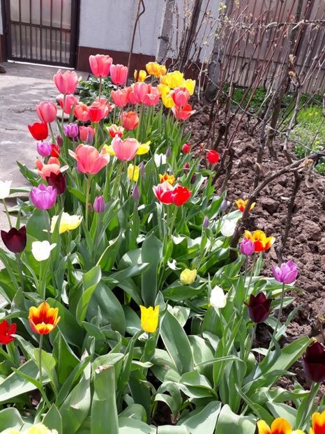  - Flori de gradina-2018 Primavara