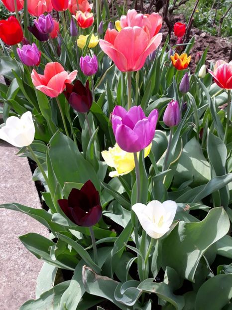  - Flori de gradina-2018 Primavara