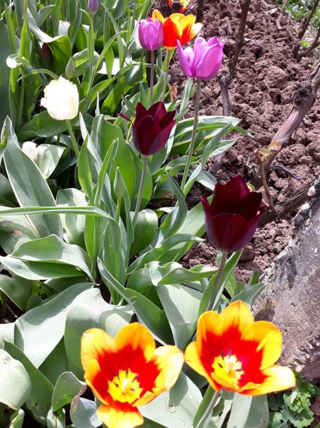  - Flori de gradina-2018 Primavara