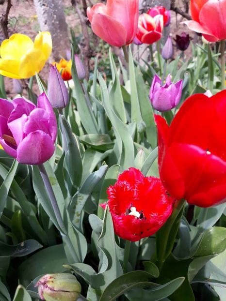  - Flori de gradina-2018 Primavara