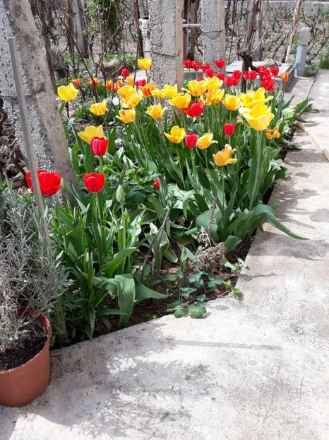  - Flori de gradina-2018 Primavara