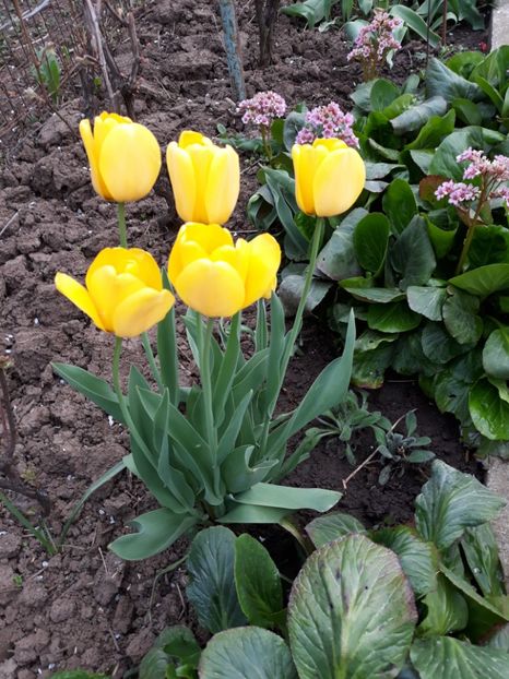  - Flori de gradina-2018 Primavara