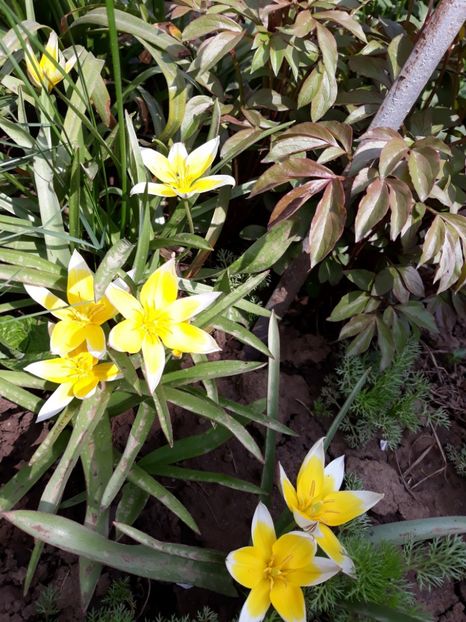  - Flori de gradina-2018 Primavara