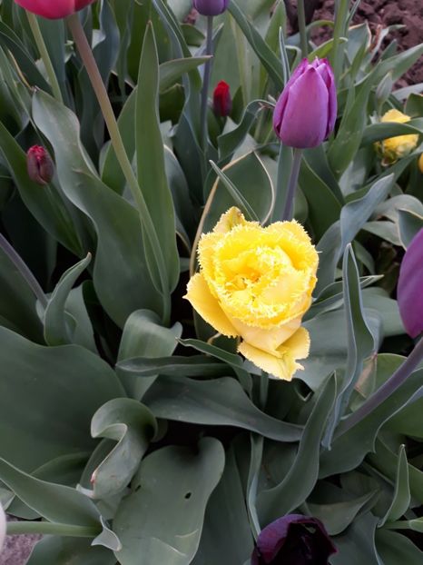  - Flori de gradina-2018 Primavara