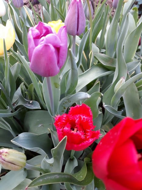  - Flori de gradina-2018 Primavara