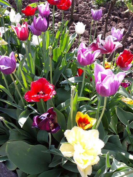  - Flori de gradina-2018 Primavara