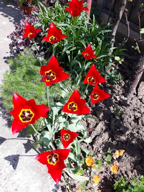  - Flori de gradina-2018 Primavara