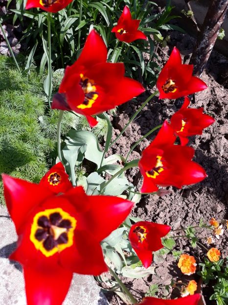  - Flori de gradina-2018 Primavara