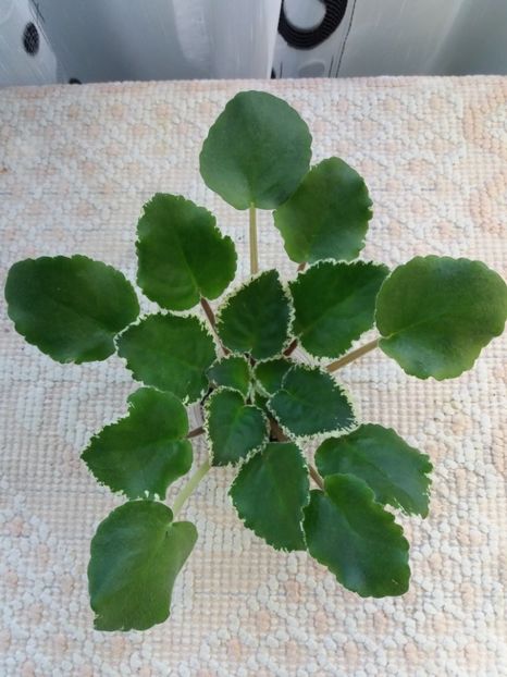 3 mai - ZZ LE Karusel