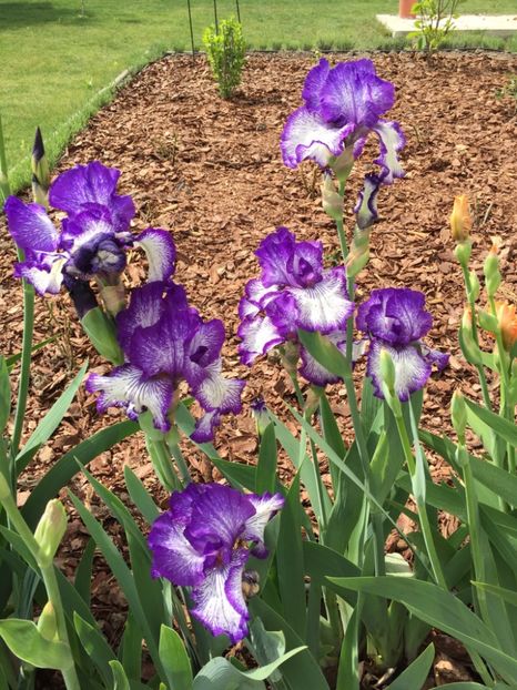 06953F0B-DED1-4FFE-AC7E-8C7FC2CF9EA6 - GRADINA 2018