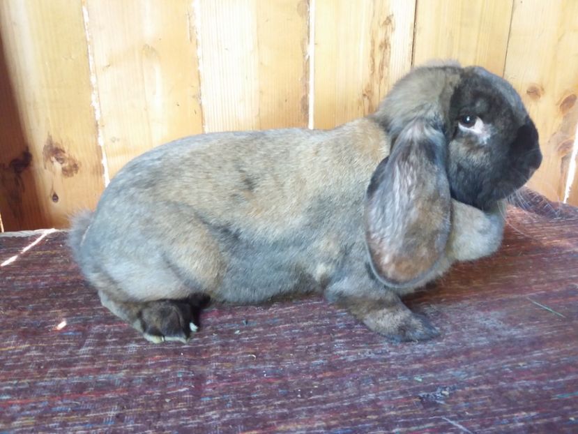 0.1 - DE VANZARE MAI 2018