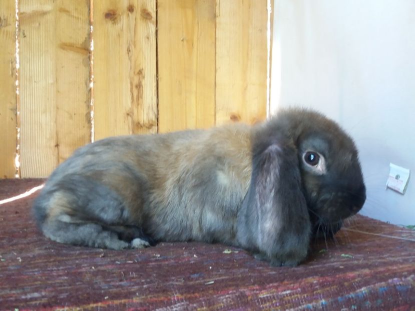 1.0 - DE VANZARE MAI 2018