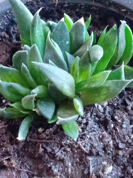  - Echeveria si alte suculente asemanatoare