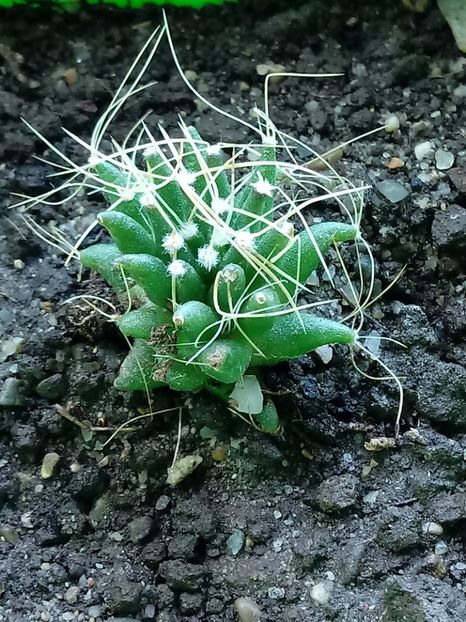 Mammillaria Longimamma - Mammillaria