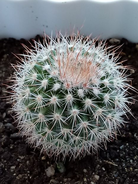  - Mammillaria