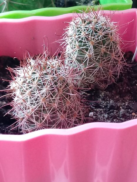 Mammillaria Zeilmanniana - Mammillaria