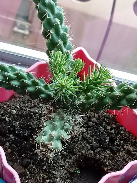 Cylindropuntia Imbricata - Cactusi