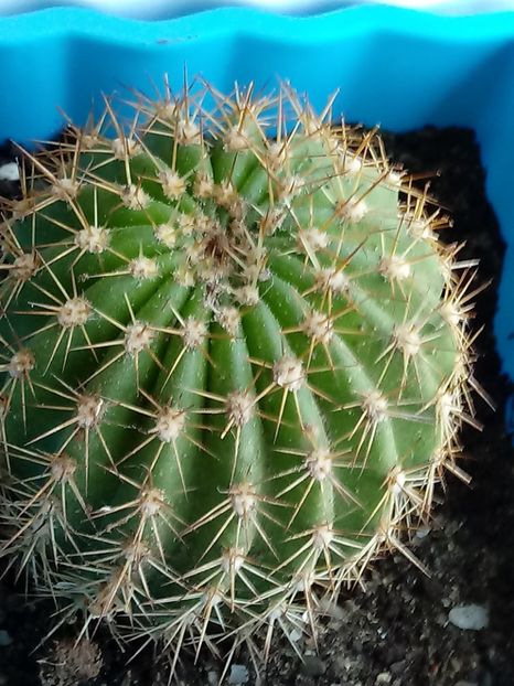  - Cactusi