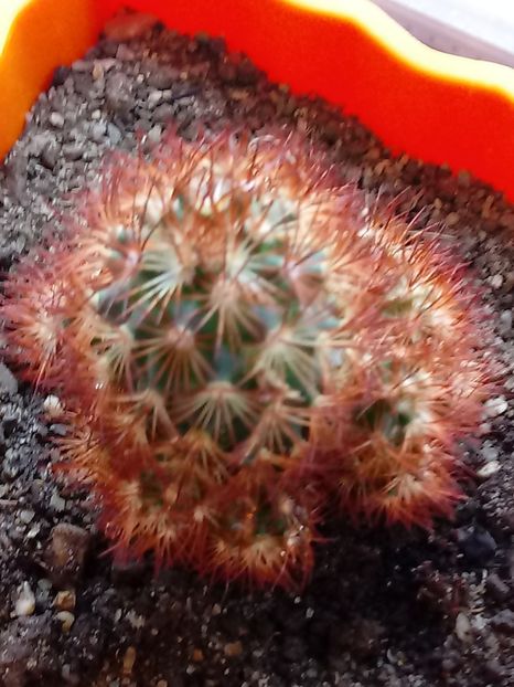 Mammillaria Elongata Rubra - Mammillaria