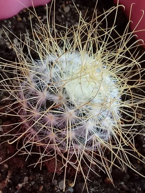 Mammillaria Rekoi ssp Leptacantha - Mammillaria