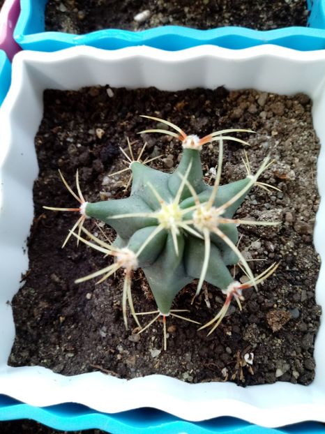  - Cactusi