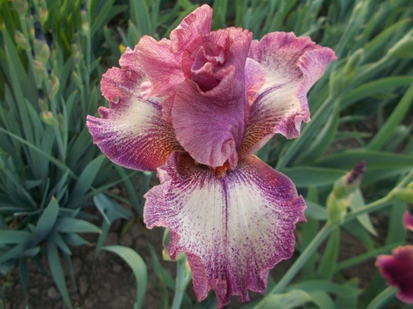  - Irisi-2018 Barbata Elatior si Intermedia