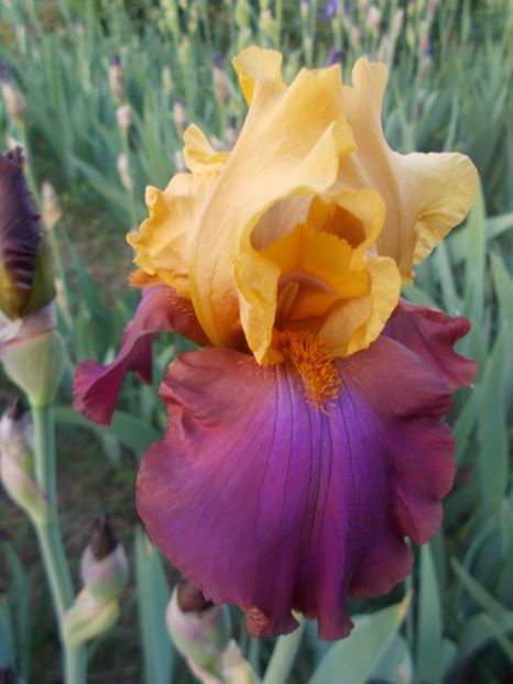  - Irisi-2018 Barbata Elatior si Intermedia