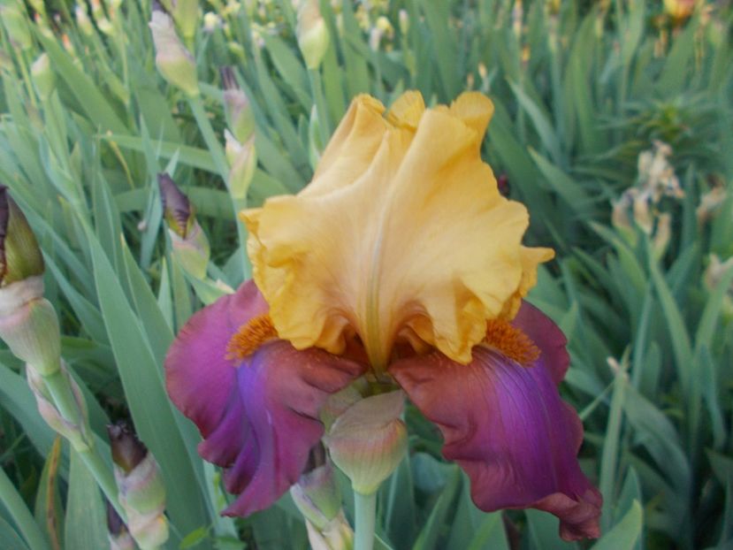  - Irisi-2018 Barbata Elatior si Intermedia