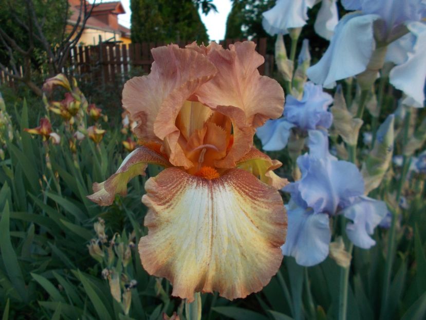  - Irisi-2018 Barbata Elatior si Intermedia